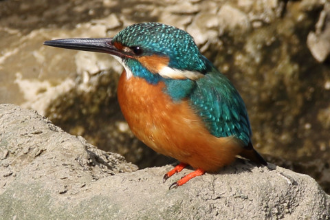 トリミング 2018/2月 SIGMA150-600C+7D2 焦点距離600mm F8 ss1/250 ISO160