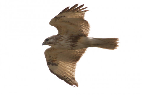 約0.47倍トリミング 2018/3月 SIGMA150-600C+7D2 焦点距離600mm F8 ss1/1600 ISO200 Case3