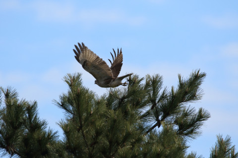 2018/3月 SIGMA150-600C+7D2 焦点距離600mm F8 ss1/1600 ISO400 Case3