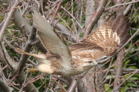 トリミング 2018/3月 SIGMA150-600C+7D2 焦点距離600mm F8 ss1/1250 ISO1000 Case3
