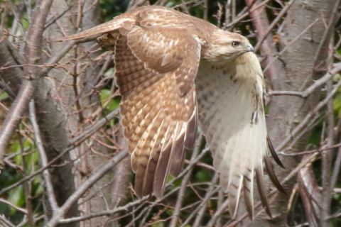 トリミング 2018/3月 SIGMA150-600C+7D2 焦点距離600mm F8 ss1/1250 ISO1000 Case3