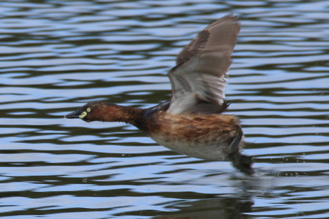 約0.66倍トリミング 2018/3月 SIGMA150-600C+7D2 焦点距離600mm F8 ss1/500 ISO250 Case3