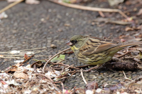 2018/3月 SIGMA150-600C+7D2 焦点距離600mm F8 ss1/500 ISO2500
