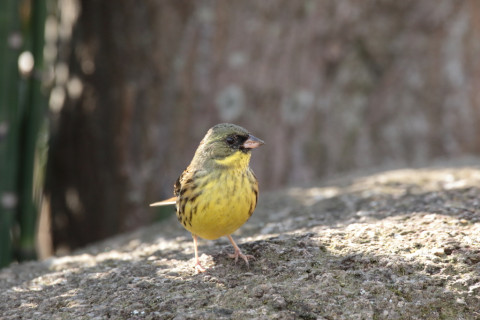 2018/3月 SIGMA150-600C+7D2 焦点距離600mm F8 ss1/400 ISO1250
