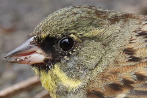 トリミング 2018/3月 SIGMA150-600C+7D2 焦点距離600mm F8 ss1/500 ISO2500