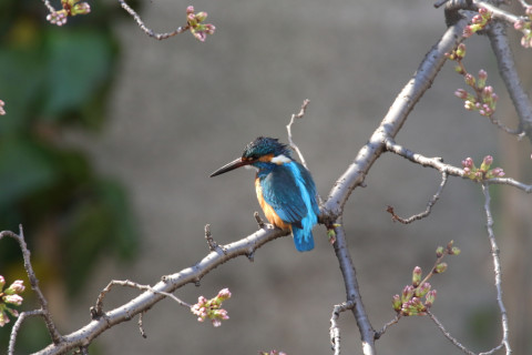 2018/3月 SIGMA150-600C+7D2 焦点距離600mm F8 ss1/250 ISO1250