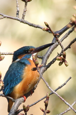 トリミング 2018/3月 SIGMA150-600C+7D2 焦点距離600mm F8 ss1/1600 ISO800