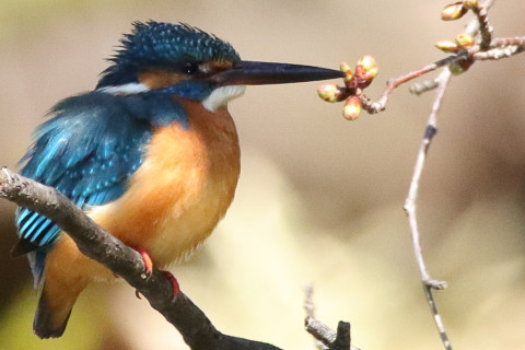 トリミング 2018/3月 SIGMA150-600C+7D2 焦点距離600mm F8 ss1/1600 ISO1600