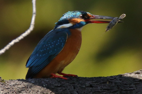 トリミング 2018/3月 SIGMA150-600C+7D2 焦点距離600mm F8 ss1/320 ISO320