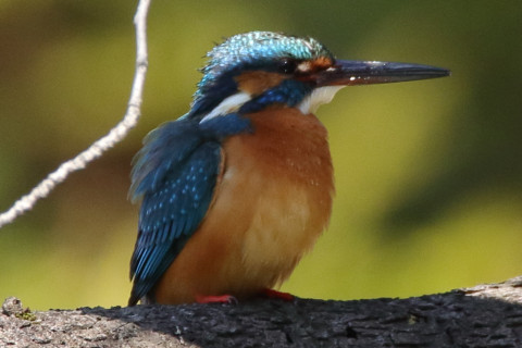 トリミング 2018/3月 SIGMA150-600C+7D2 焦点距離600mm F8 ss1/320 ISO500