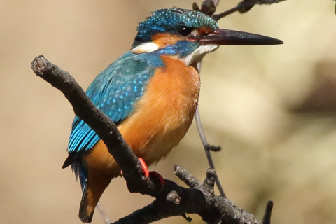 トリミング 2018/3月 SIGMA150-600C+7D2 焦点距離600mm F8 ss1/2000 ISO1250