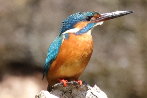 トリミング 2018/3月 SIGMA150-600C+7D2 焦点距離600mm F8 ss1/2000 ISO2000