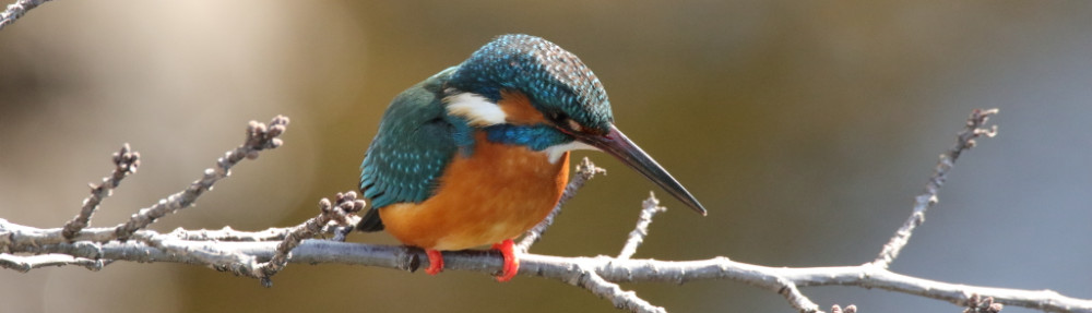 にわかカメラマンの撮ってみた!!（N'sHOME別館）