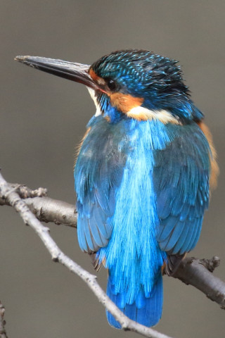 役0.66倍トリミング 2018/3月 SIGMA150-600C+7D2 焦点距離600mm F8 ss1/250 ISO800