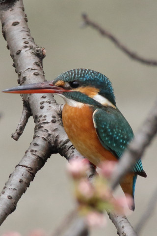 約0.66倍トリミング 2018/3月 SIGMA150-600C+7D2 焦点距離600mm F8 ss1/320 ISO800