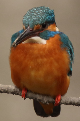 トリミング 2018/3月 SIGMA150-600C+7D2 焦点距離600mm F8 ss1/250 ISO500