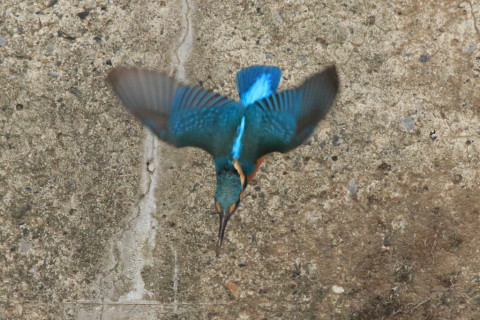 約0.47倍トリミング 2018/3月 SIGMA150-600C+7D2 焦点距離600mm F8 ss1/1600 ISO3200 Case3