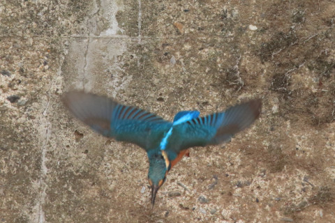 約0.47倍トリミング 2018/3月 SIGMA150-600C+7D2 焦点距離600mm F8 ss1/1600 ISO3200 Case3