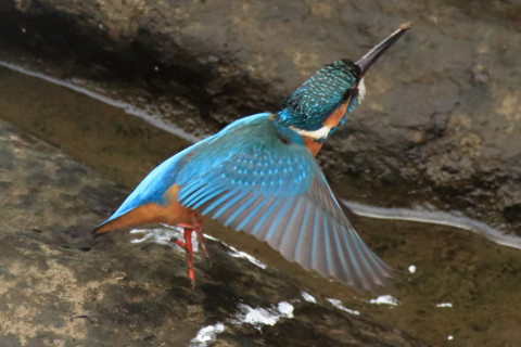 約0.47倍トリミング 2018/3月 SIGMA150-600C+7D2 焦点距離600mm F8 ss1/1600 ISO3200 Case3