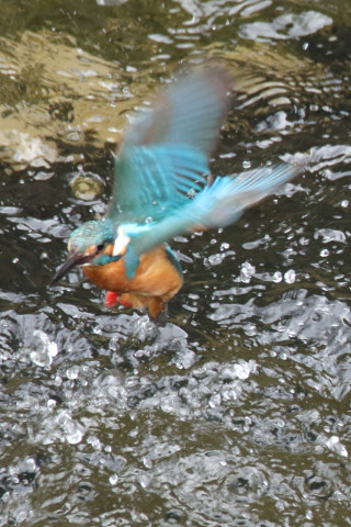 約0.47倍トリミング 2018/3月 SIGMA150-600C+7D2 焦点距離600mm F8 ss1/500 ISO2500 Case3