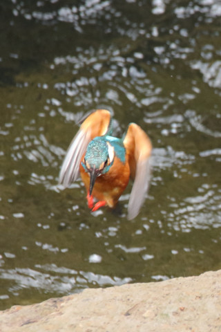 約0.47倍トリミング 2018/3月 SIGMA150-600C+7D2 焦点距離600mm F8 ss1/500 ISO2500 Case3