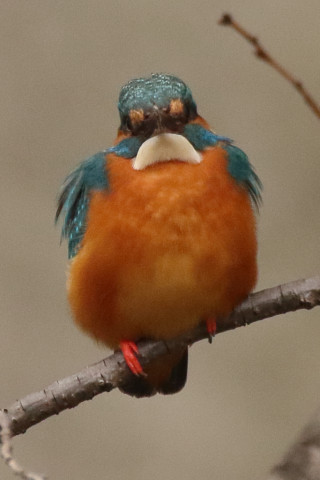 トリミング 2018/3月 SIGMA150-600C+7D2 焦点距離600mm F8 ss1/640 ISO1600