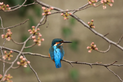 2018/3月 SIGMA150-600C+7D2 焦点距離600mm F8 ss1/250 ISO1000