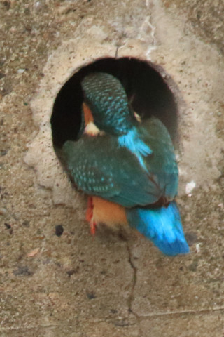 トリミング 2018/3月 SIGMA150-600C+7D2 焦点距離600mm F8 ss1/800 ISO3200