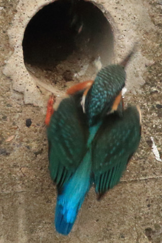 トリミング 2018/3月 SIGMA150-600C+7D2 焦点距離600mm F8 ss1/800 ISO3200