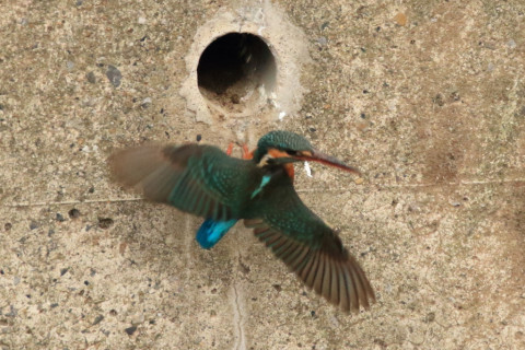 約0.47倍トリミング 2018/3月 SIGMA150-600C+7D2 焦点距離600mm F8 ss1/800 ISO3200 Case3