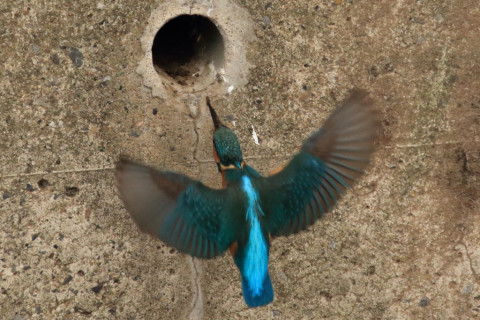 約0.47倍トリミング 2018/3月 SIGMA150-600C+7D2 焦点距離600mm F8 ss1/800 ISO3200 Case3