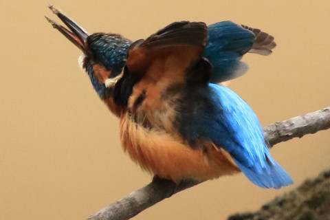 トリミング 2018/3月 SIGMA150-600C+7D2 焦点距離600mm F8 ss1/1000 ISO3200