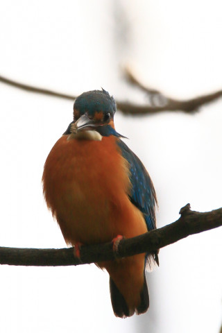 約0.47倍トリミング 2018/3月 SIGMA150-600C+7D2 焦点距離600mm F8 ss1/1000 ISO320