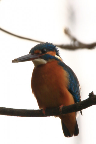 約0.47倍トリミング 2018/3月 SIGMA150-600C+7D2 焦点距離600mm F8 ss1/400 ISO100