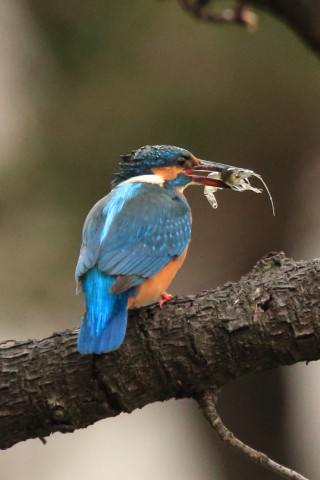 約0.66倍トリミング 2018/3月 SIGMA150-600C+7D2 焦点距離600mm F8 ss1/800 ISO3200