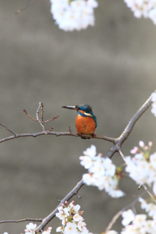 2018/3月 SIGMA150-600C+7D2 焦点距離600mm F8 ss1/800 ISO2500
