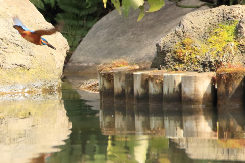 約0.47倍トリミング 2018/3月 SIGMA150-600C+7D2 焦点距離600mm F8 ss1/800 ISO1600 Case3