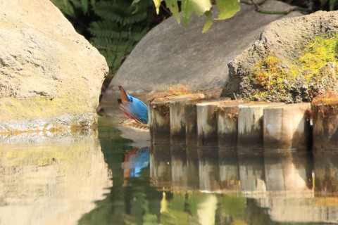 約0.47倍トリミング 2018/3月 SIGMA150-600C+7D2 焦点距離600mm F8 ss1/800 ISO1600 Case3