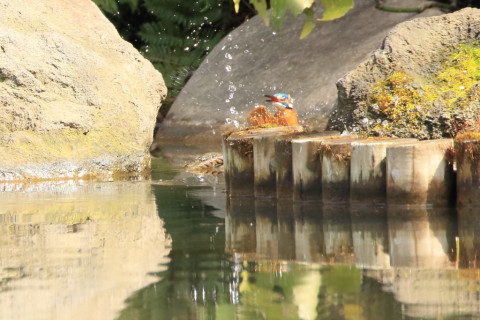 約0.47倍トリミング 2018/3月 SIGMA150-600C+7D2 焦点距離600mm F8 ss1/800 ISO1600 Case3