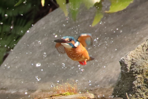 トリミング 2018/3月 SIGMA150-600C+7D2 焦点距離600mm F8 ss1/800 ISO1600 Case3