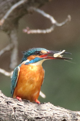 トリミング 2018/3月 SIGMA150-600C+7D2 焦点距離600mm F8 ss1/640 ISO2000