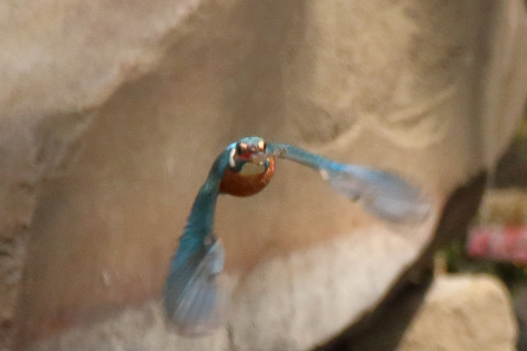 トリミング 2018/3月 SIGMA150-600C+7D2 焦点距離600mm F8 ss1/1250 ISO1250 Case3