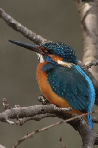 約0.66倍トリミング 2018/3月 SIGMA150-600C+7D2 焦点距離600mm F8 ss1/1000 ISO1600