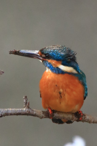 トリミング 2018/3月 SIGMA150-600C+7D2 焦点距離600mm F8 ss1/800 ISO2500