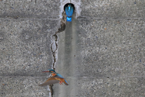 2018/3月 SIGMA150-600C+7D2 焦点距離600mm F8 ss1/1000 ISO3200 Case3