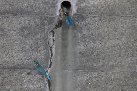 2018/3月 SIGMA150-600C+7D2 焦点距離600mm F8 ss1/1000 ISO3200 Case3