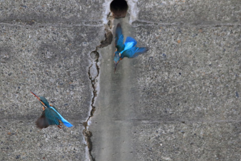 2018/3月 SIGMA150-600C+7D2 焦点距離600mm F8 ss1/1000 ISO3200 Case3