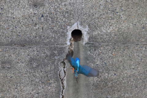 2018/3月 SIGMA150-600C+7D2 焦点距離600mm F8 ss1/800 ISO3200 Case3