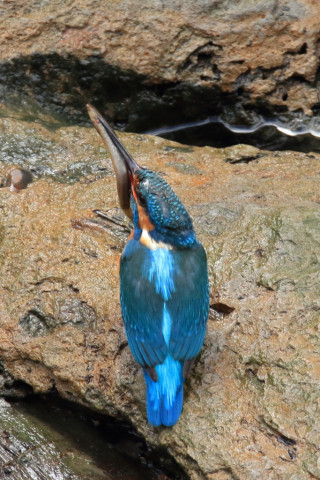 約0.47倍トリミング 2018/3月 SIGMA150-600C+7D2 焦点距離600mm F8 ss1/500 ISO1250