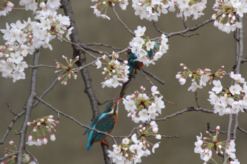 2018/3月 SIGMA150-600C+7D2 焦点距離600mm F8 ss1/500 ISO1600